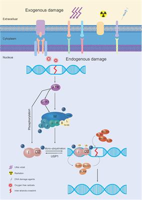 Fanconi Anemia Pathway: Mechanisms of Breast Cancer Predisposition Development and Potential Therapeutic Targets